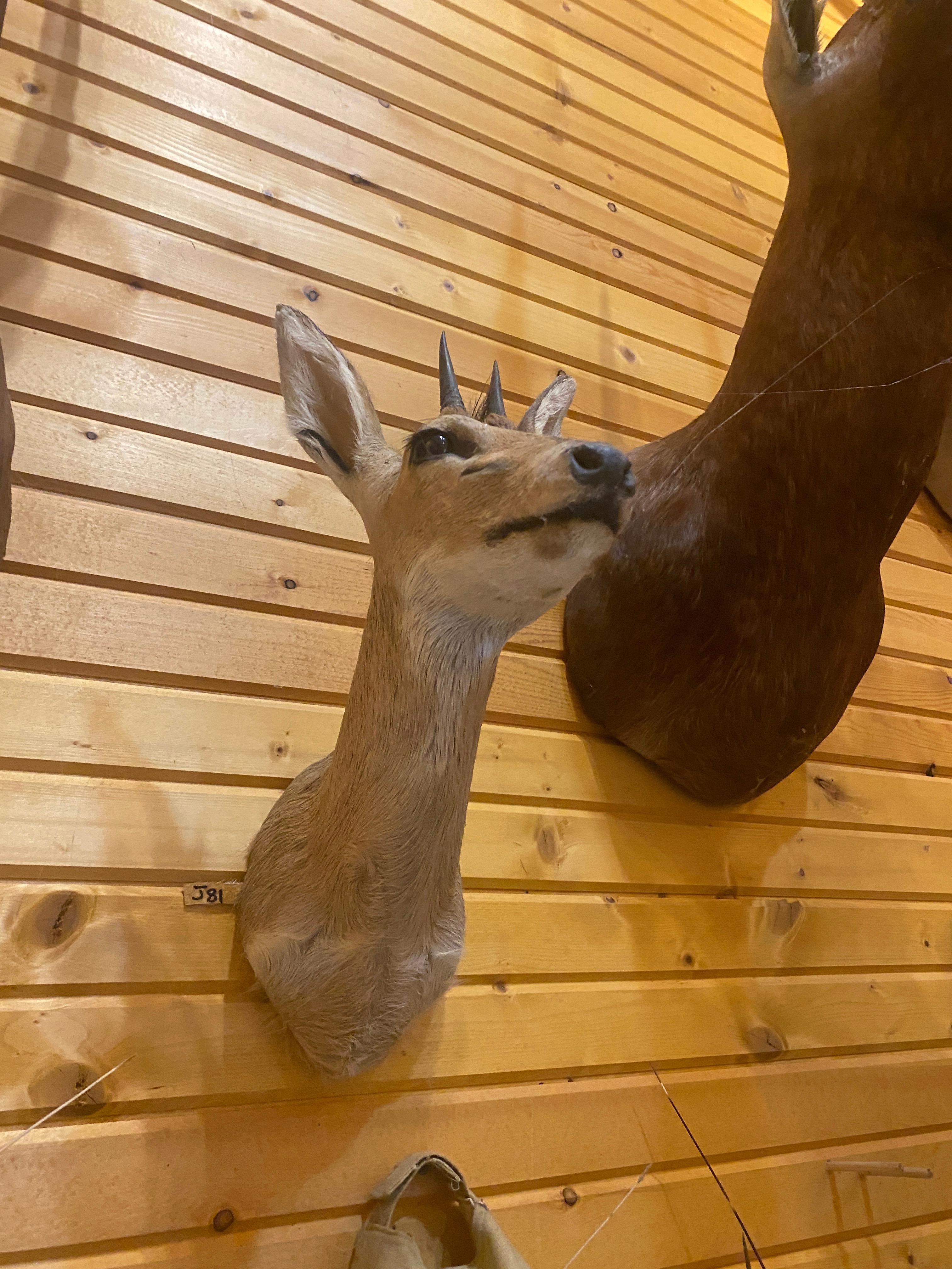 dik-dik mount