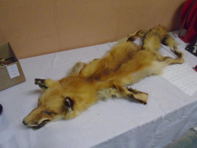 Red Fox Pelt w/ Head