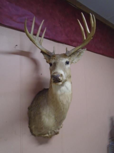 Large Buck Deer Mount