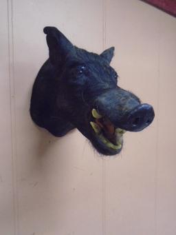 Wild Boar Head Mount