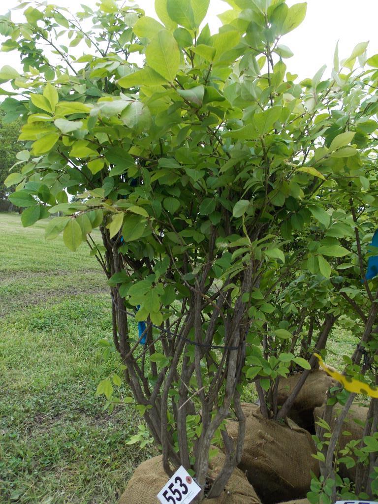 Burning Bush plant