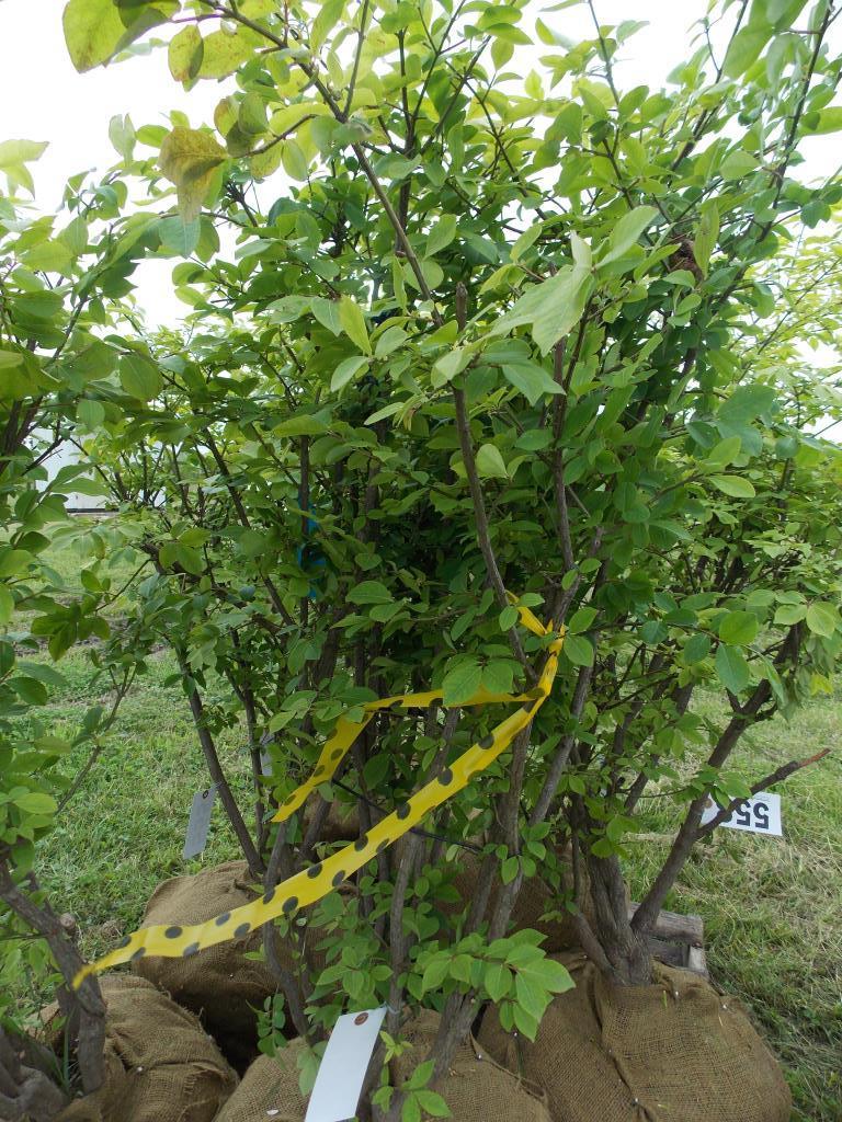 Burning Bush plant