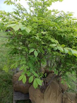 Burning Bush plant