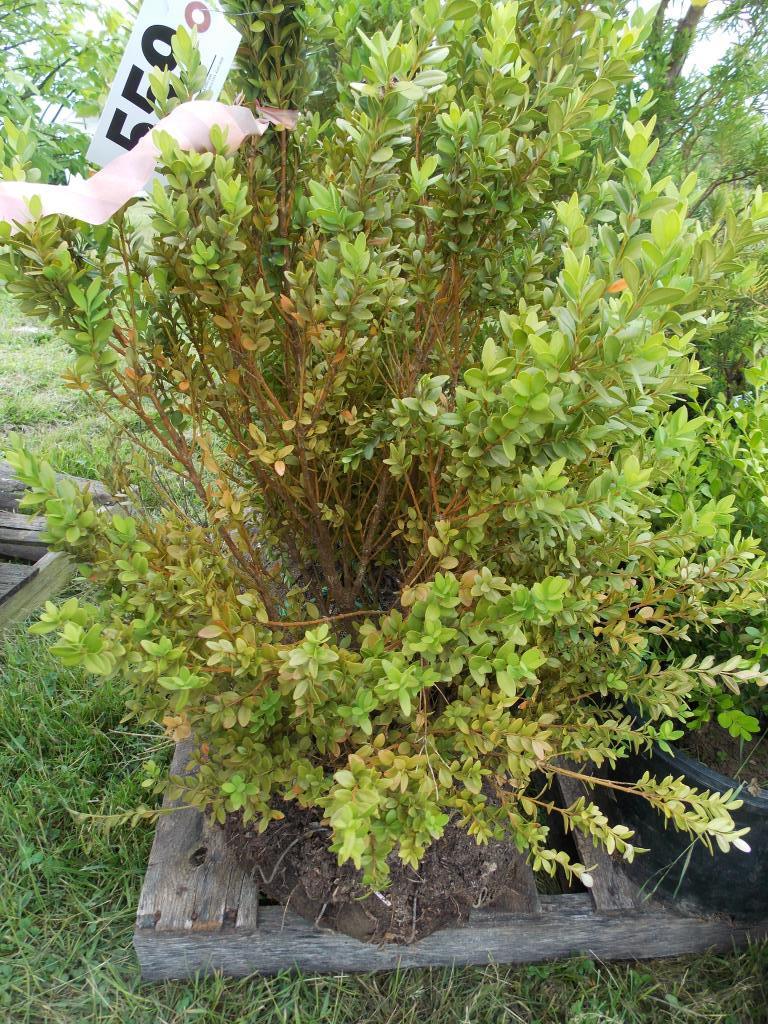 Pyramidal boxwood