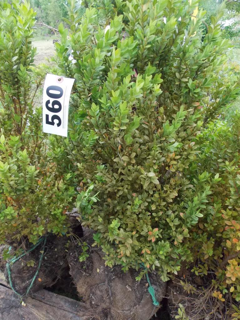 Pyramidal boxwood