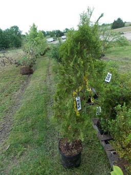 Arborvitae (cedar)