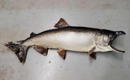 Vintage 36" King Salmon Fish Mount Trophy