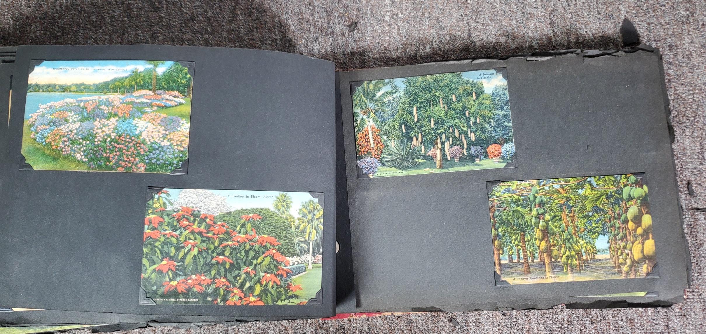 UPDATED PHOTOS! 225+ Vintage Florida Linen Postcard Album