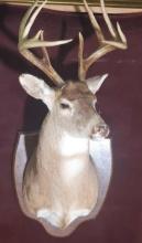 Vintage 10 Point White Tail Buck Taxidermy Mount On Wood Plaque