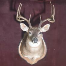 Vintage 10 Point White Tail Buck Taxidermy Mount On Wood Plaque