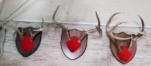 3 White Tail Buck Antlers Mounted On Plaques.