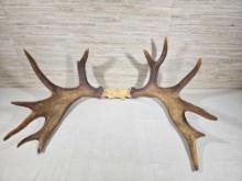 Taxidermy 31" Across Moose Antlers / Rack