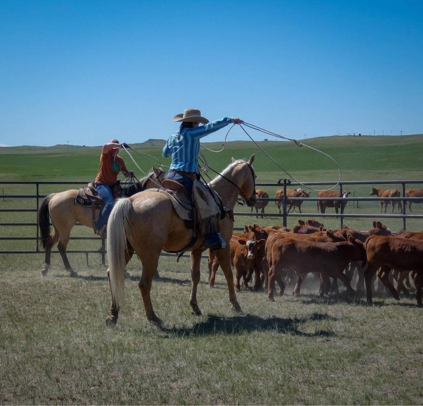 HL NOWTHATSAJACK-7 y/o AQHA Gelding