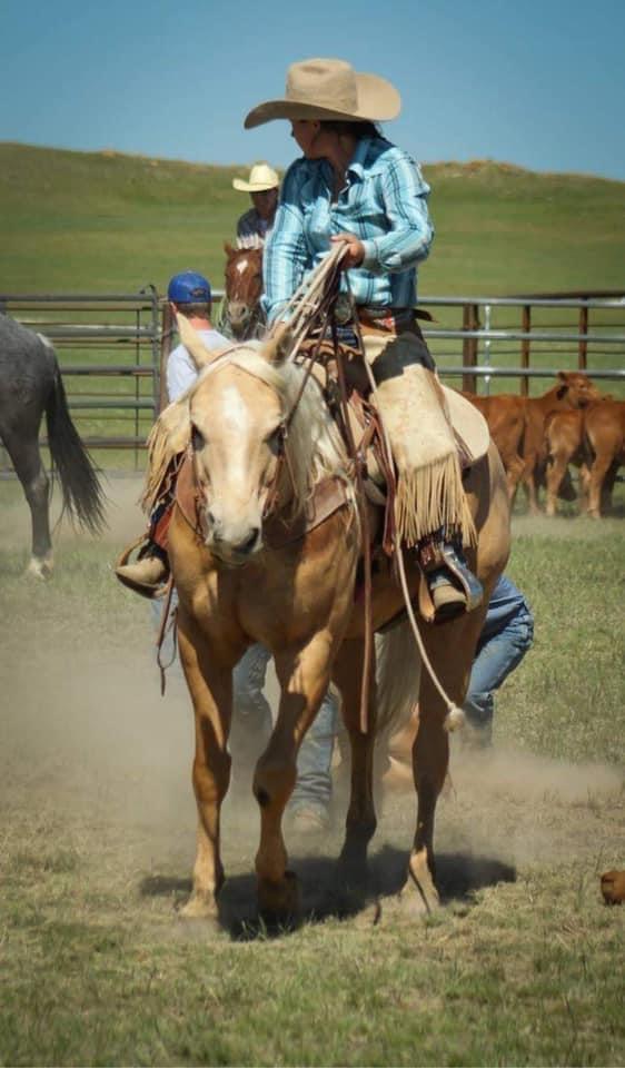 HL NOWTHATSAJACK-7 y/o AQHA Gelding