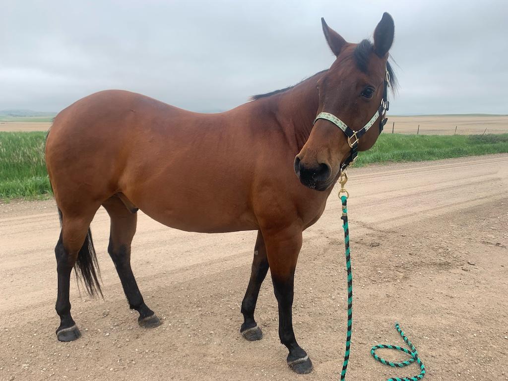 Cheeto- 16 y/o Gelding