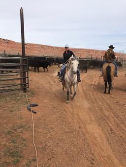 Peppys Gray Boy- 11 y/o AQHA Gelding