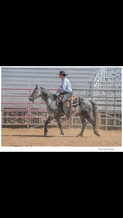 Peppys Gray Boy- 11 y/o AQHA Gelding