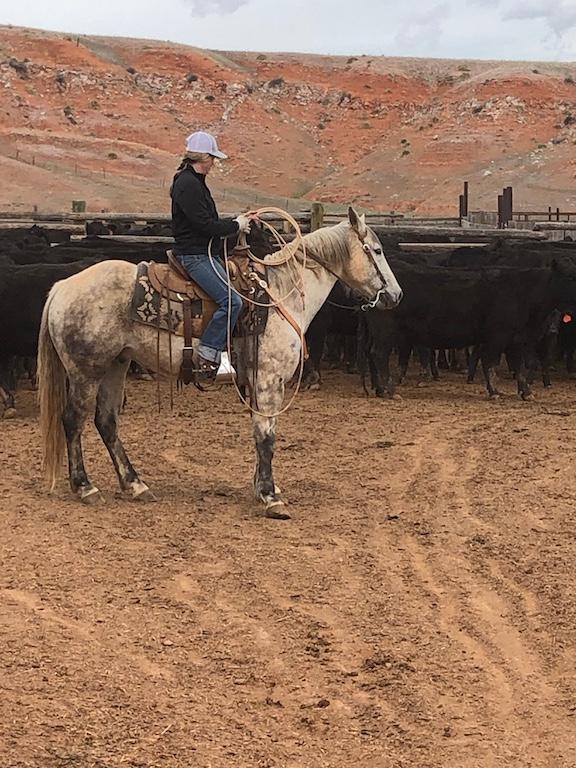 Peppys Gray Boy- 11 y/o AQHA Gelding