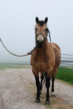 Southern Honeydew- 8 y/o AQHA  Mare