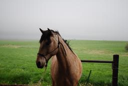 Buck- 6 y/o Gelding