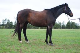 Chippewa-9 y/o Gelding