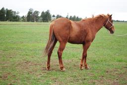 Frosty-8 y/o Gelding