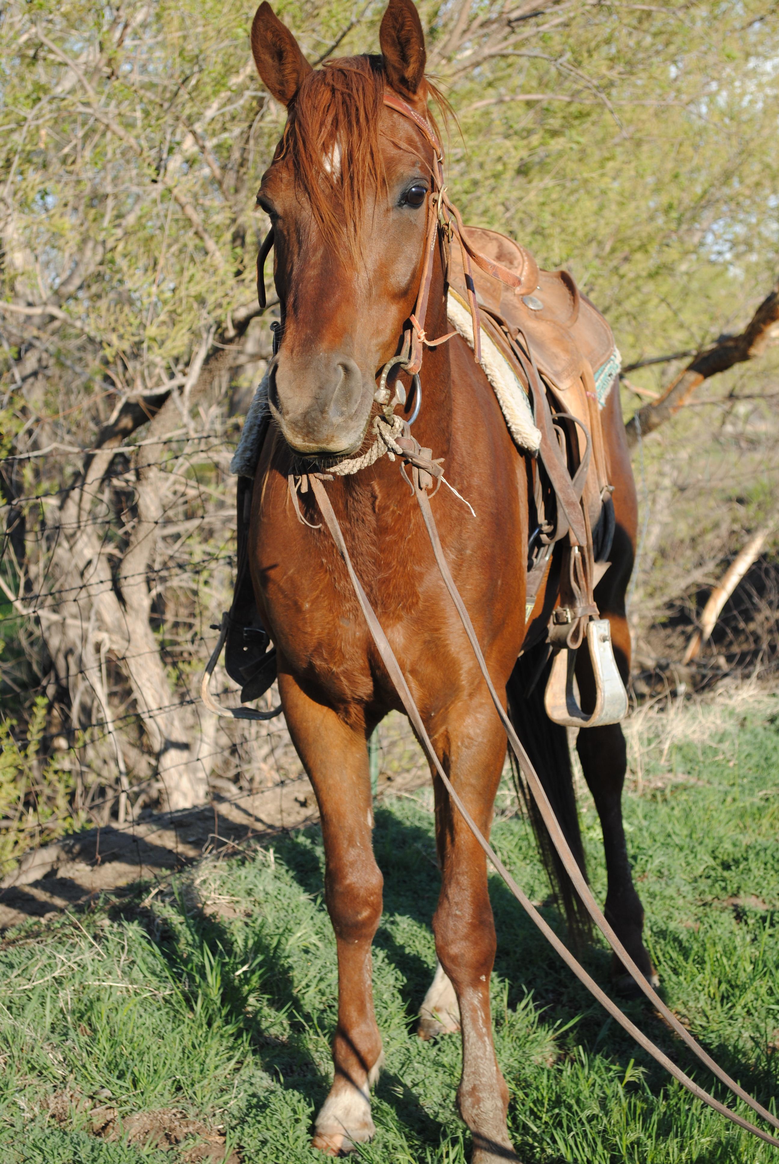 Otoes Rodeo Frederick- 4 y/o AQHA Gelding