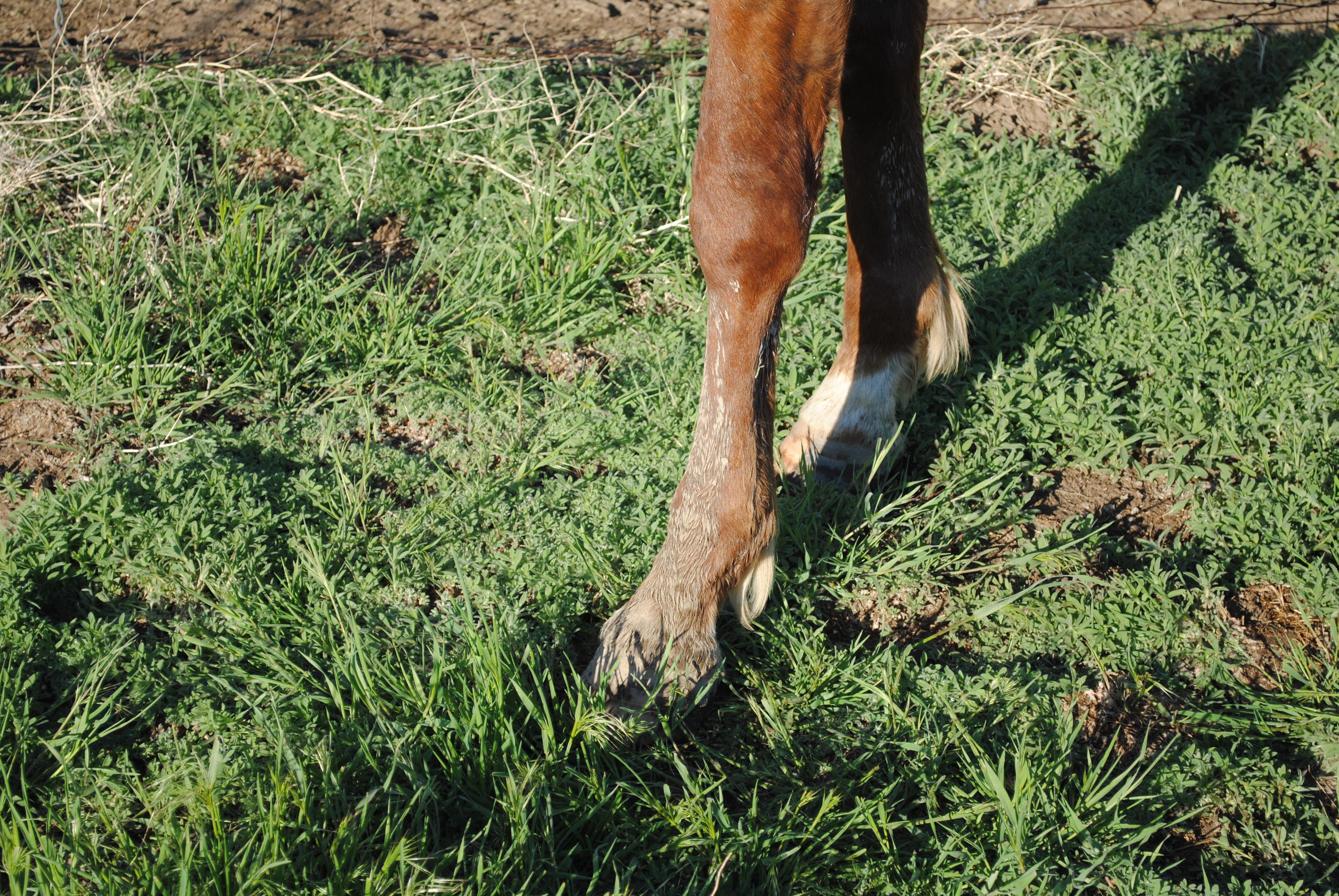 Otoes Rodeo Frederick- 4 y/o AQHA Gelding