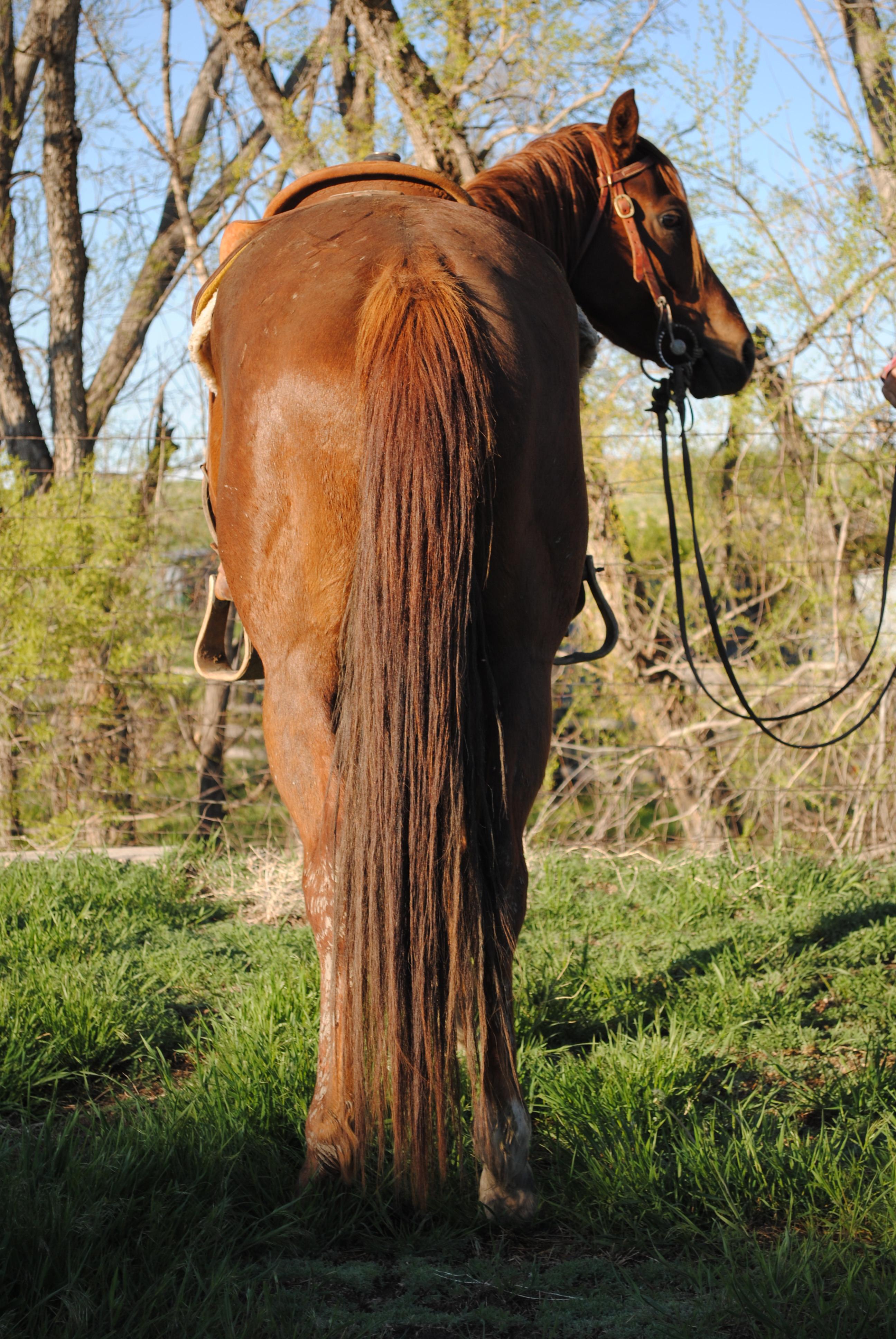 Otoes Rodeo Frederick- 4 y/o AQHA Gelding