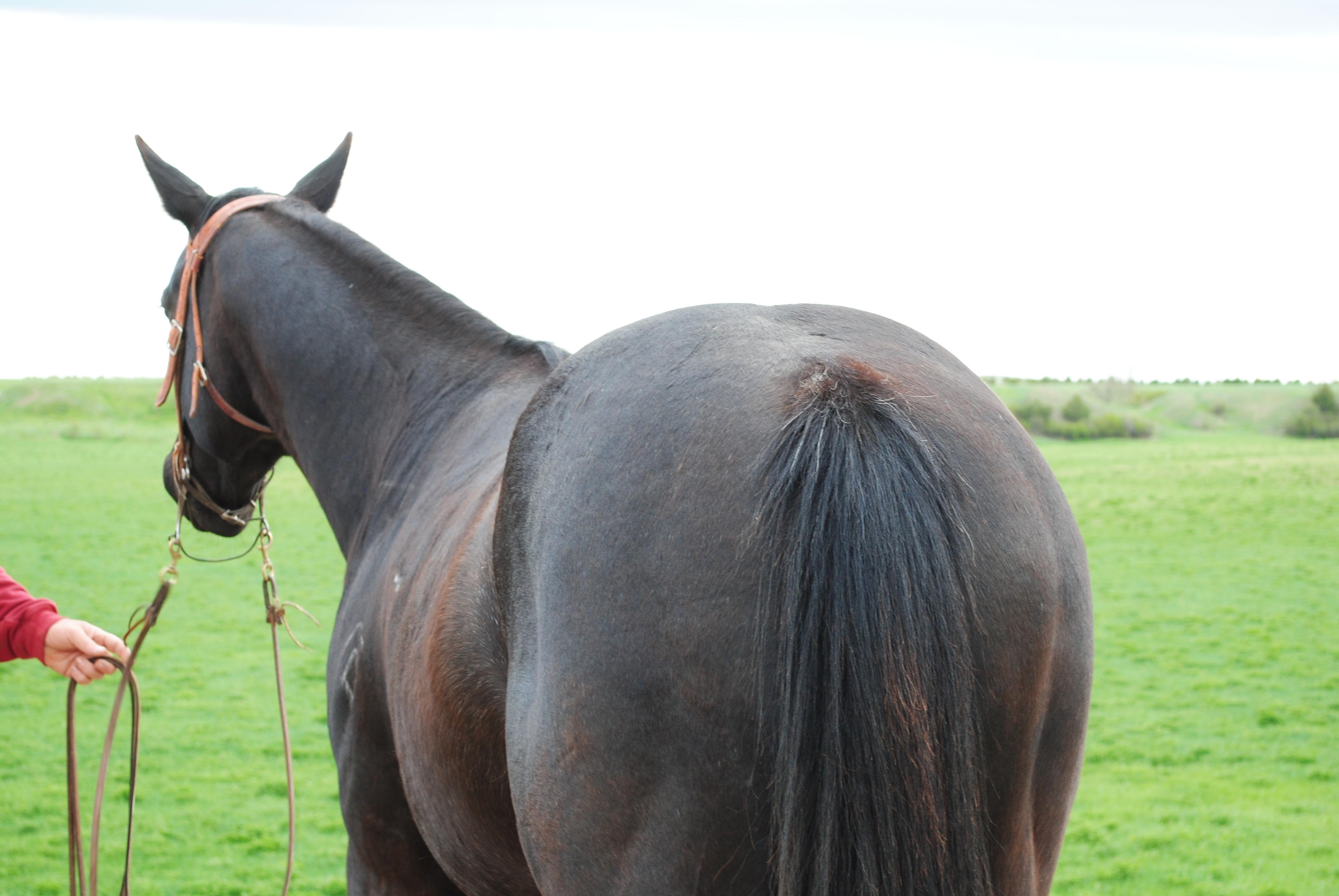 HM Day Cat- 9 y/o AQHA Gelding