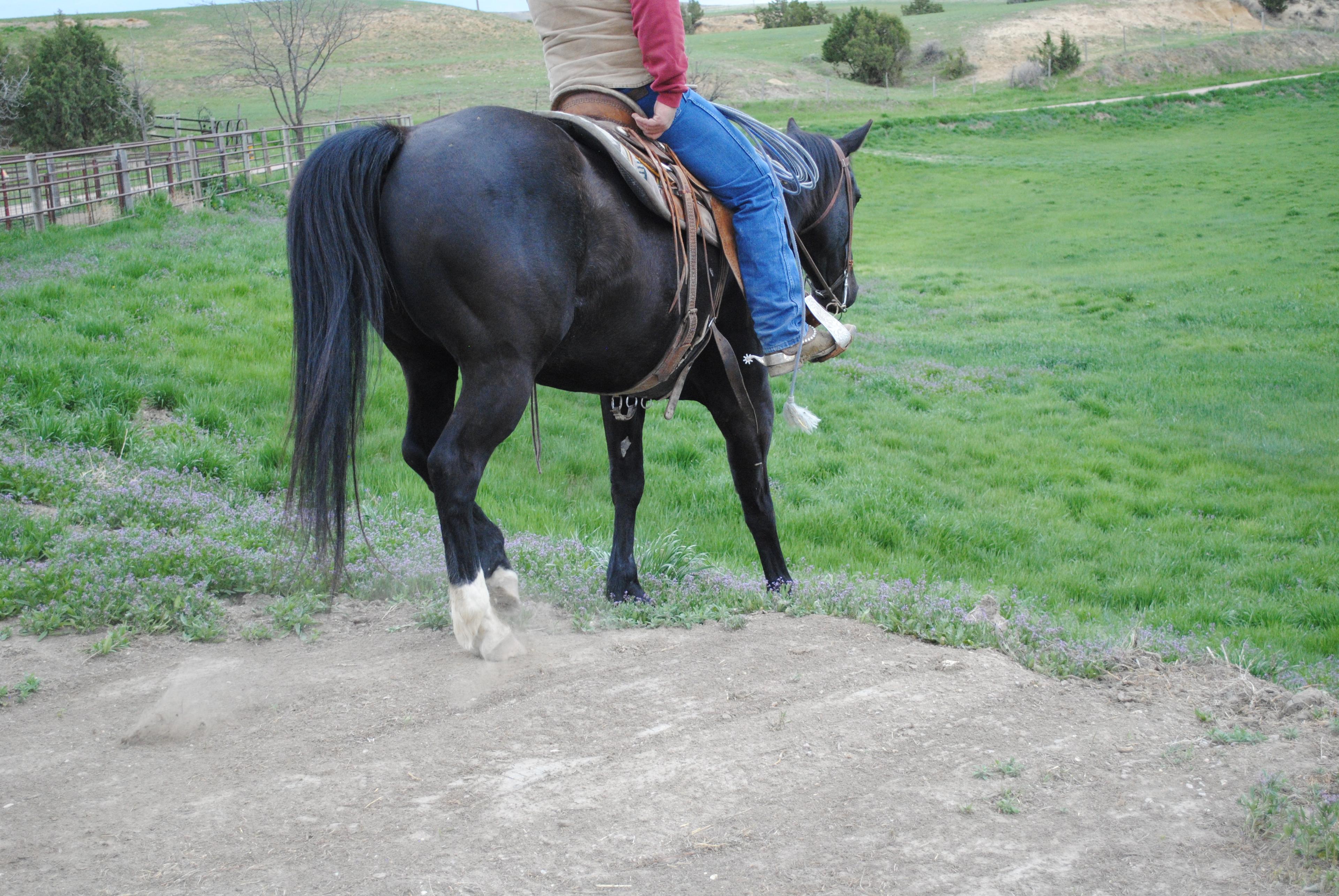 HM Day Cat- 9 y/o AQHA Gelding