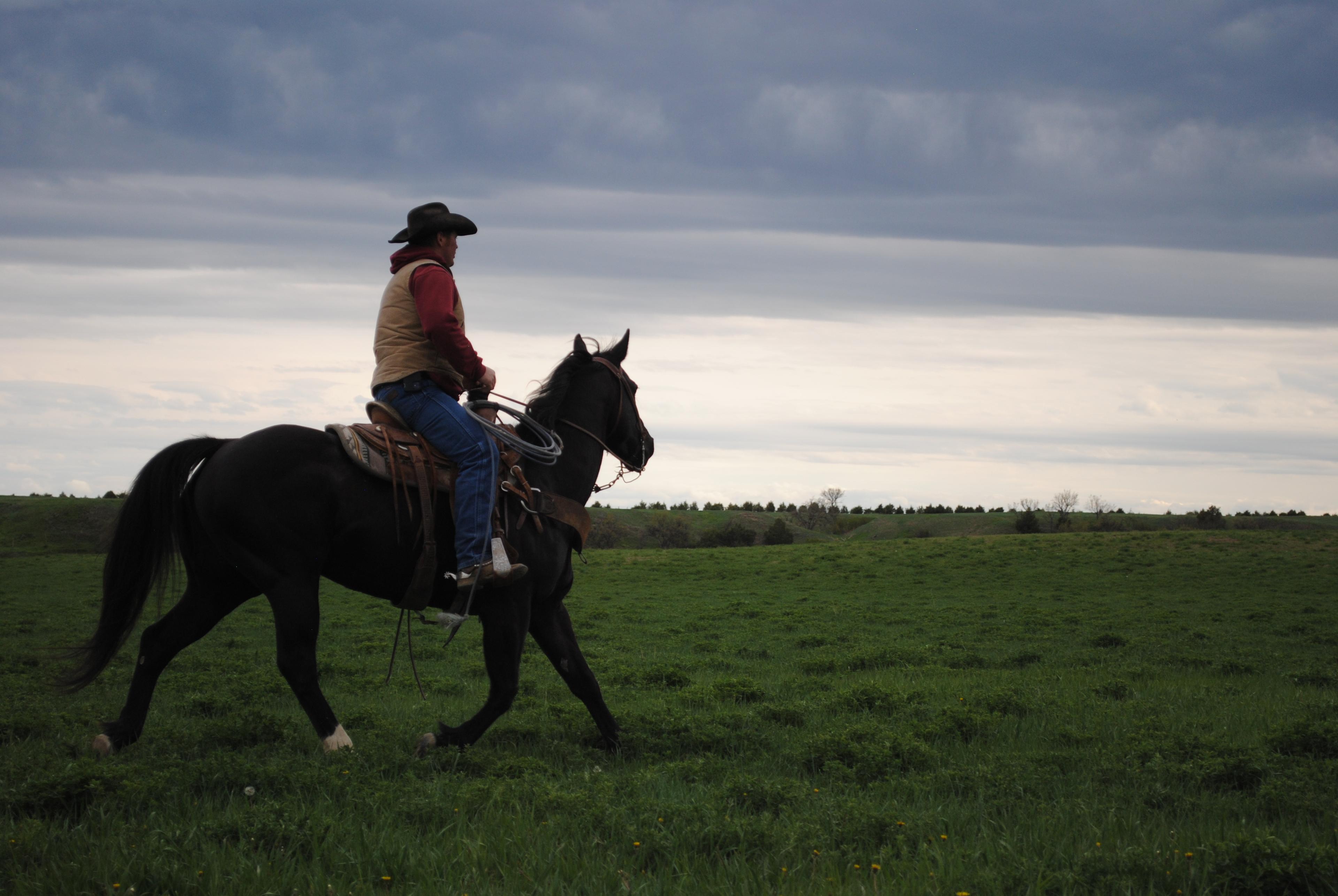 HM Day Cat- 9 y/o AQHA Gelding