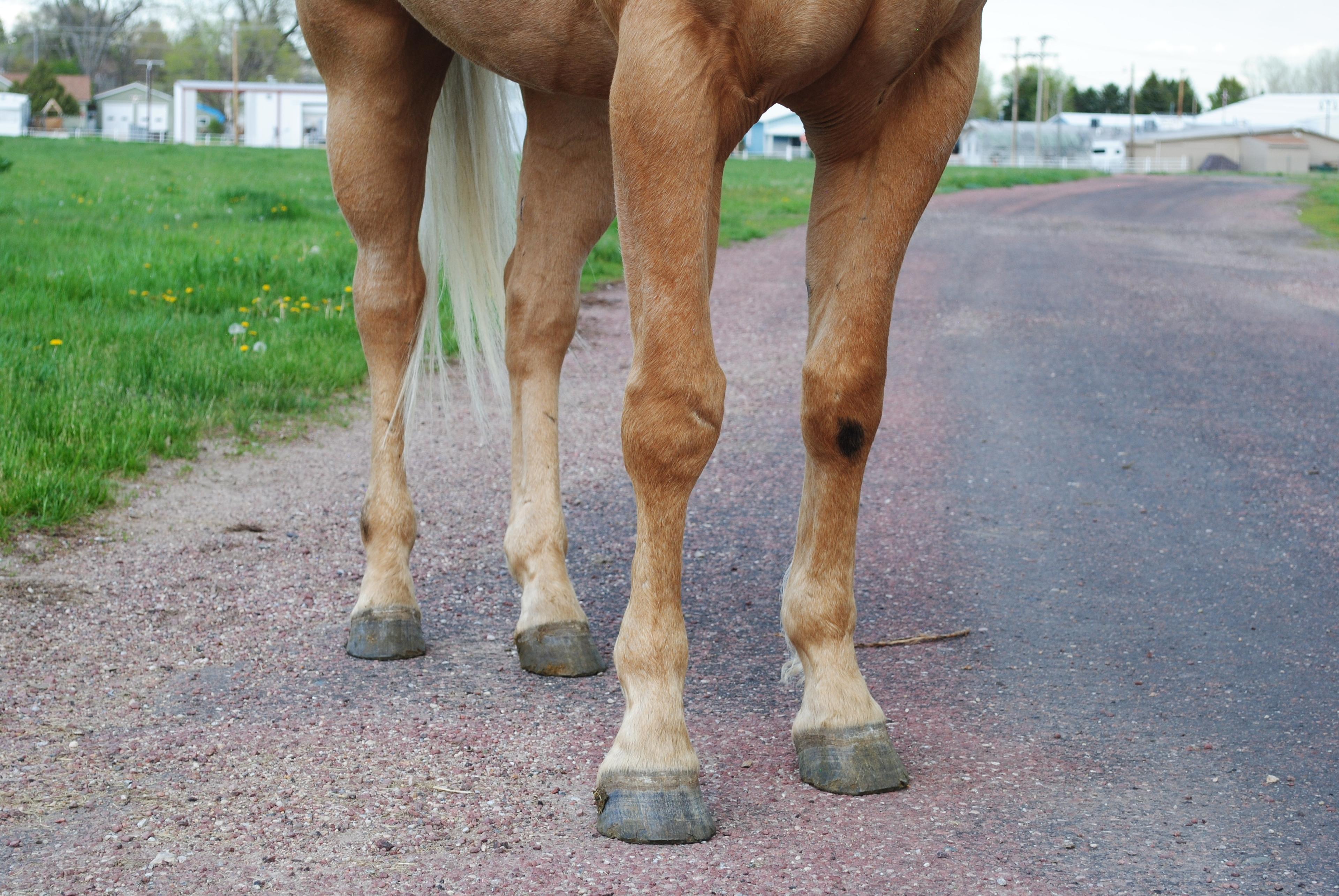 HL NOWTHATSAJACK-7 y/o AQHA Gelding