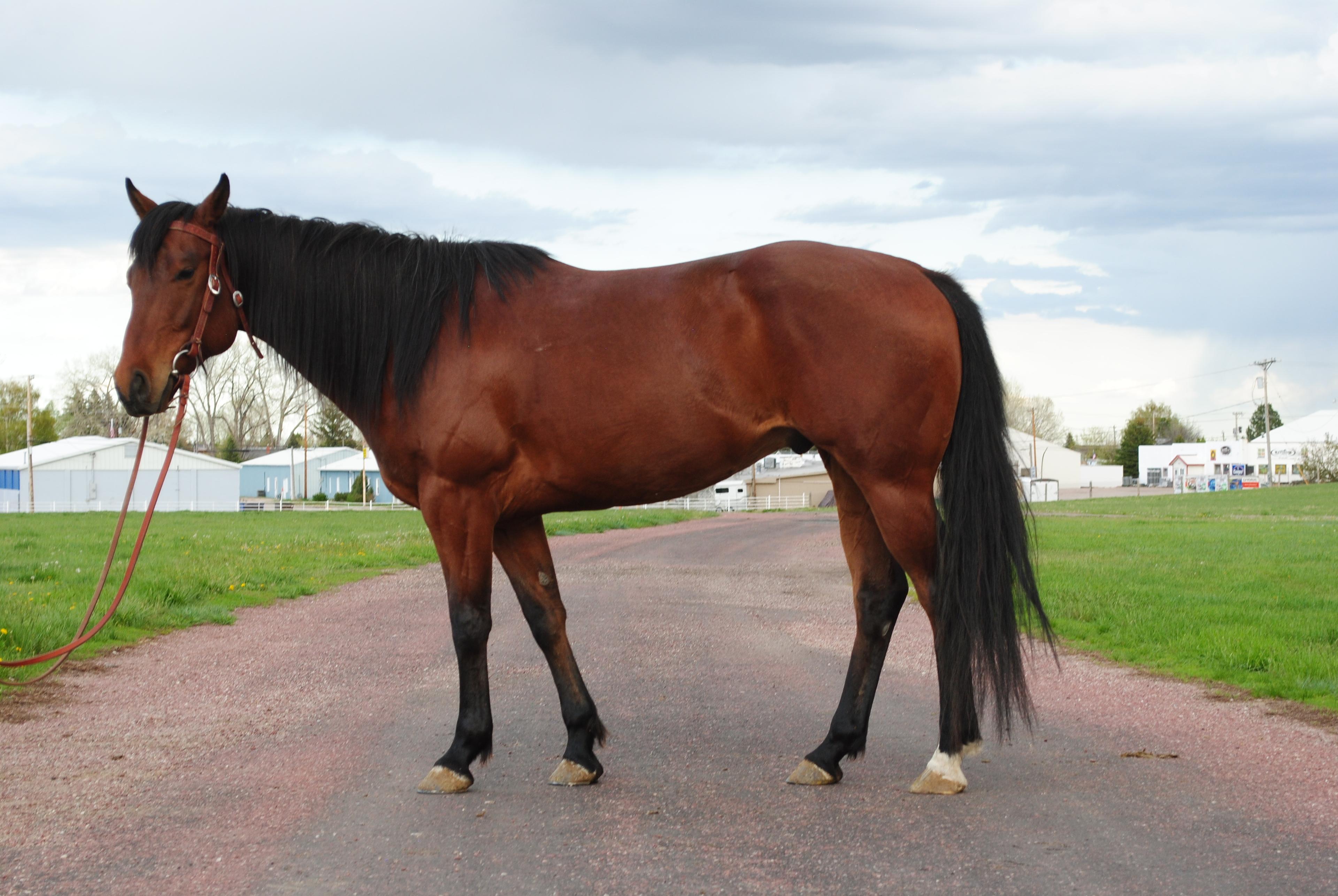 TS Tres Bay Flame- 5*y/o AQHA Gelding