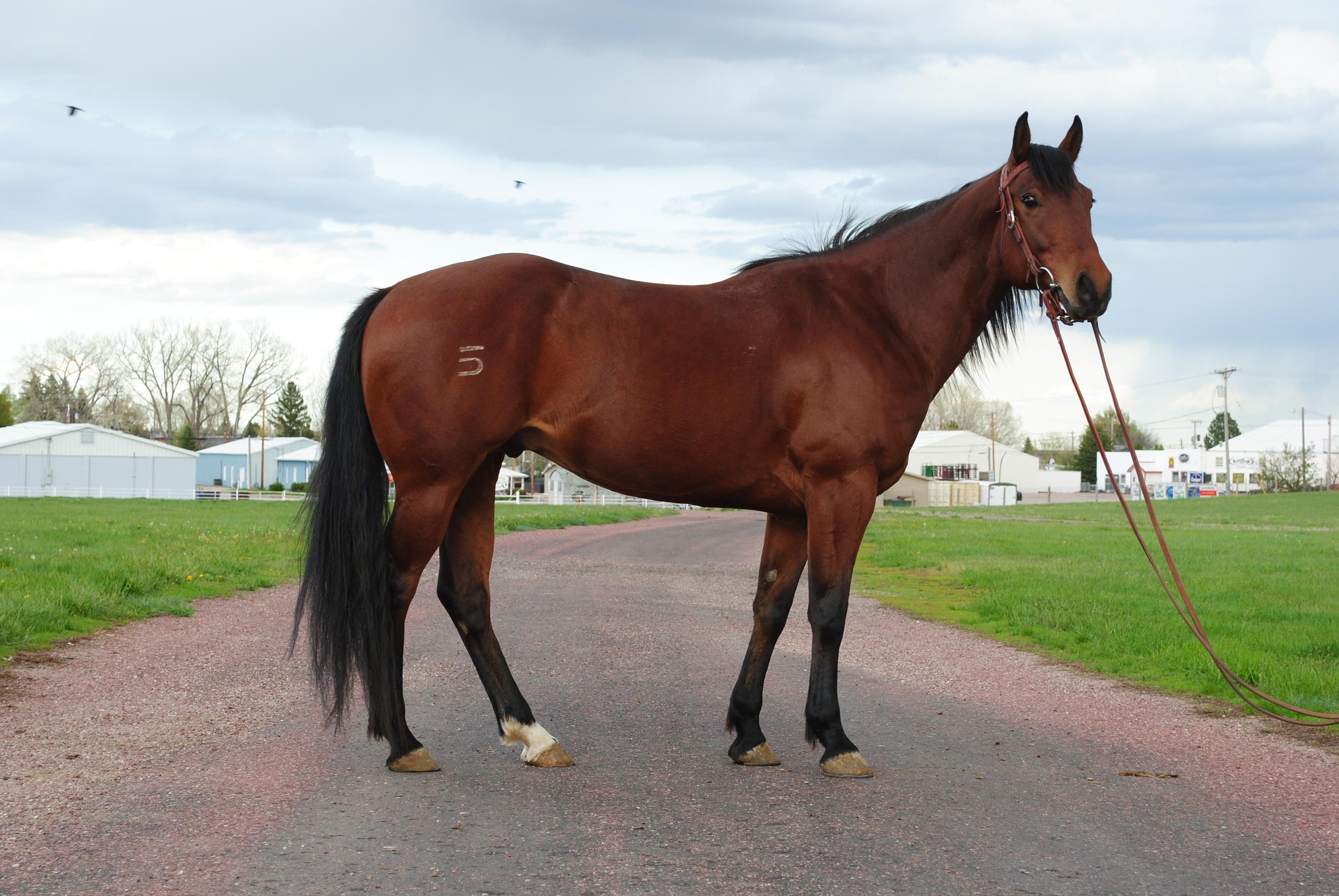 TS Tres Bay Flame- 5*y/o AQHA Gelding