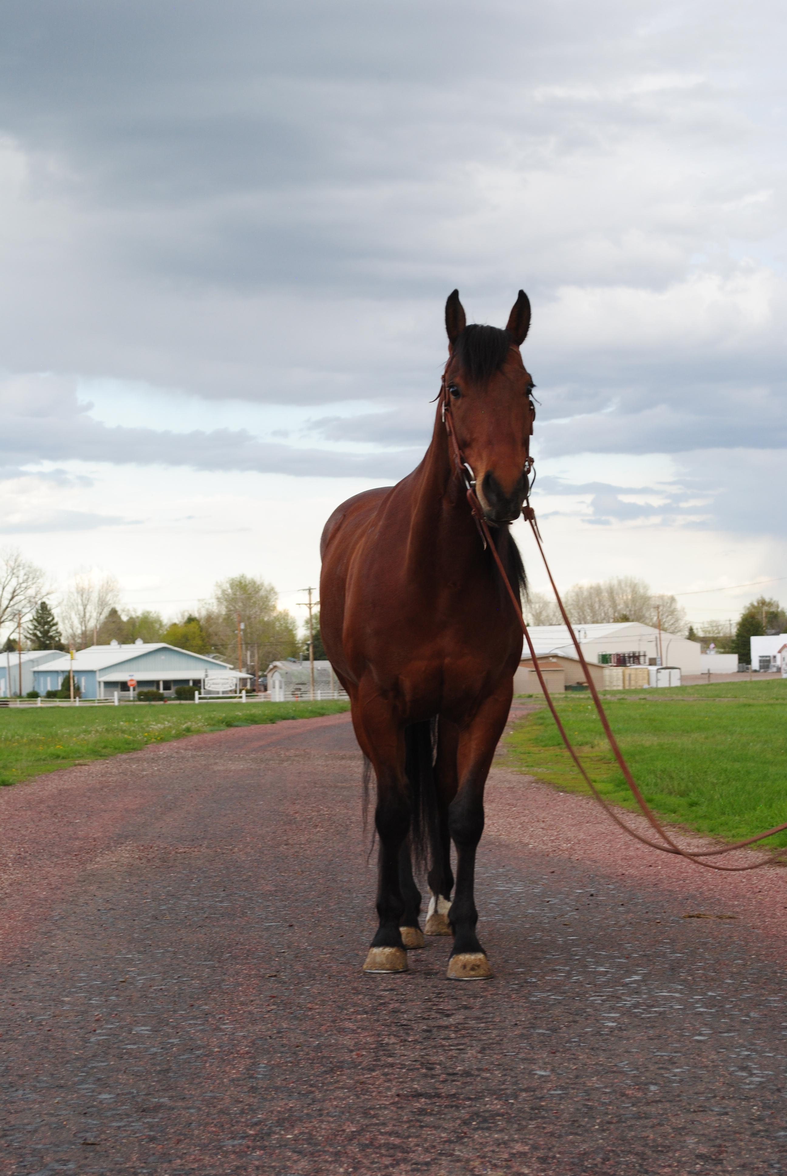 TS Tres Bay Flame- 5*y/o AQHA Gelding