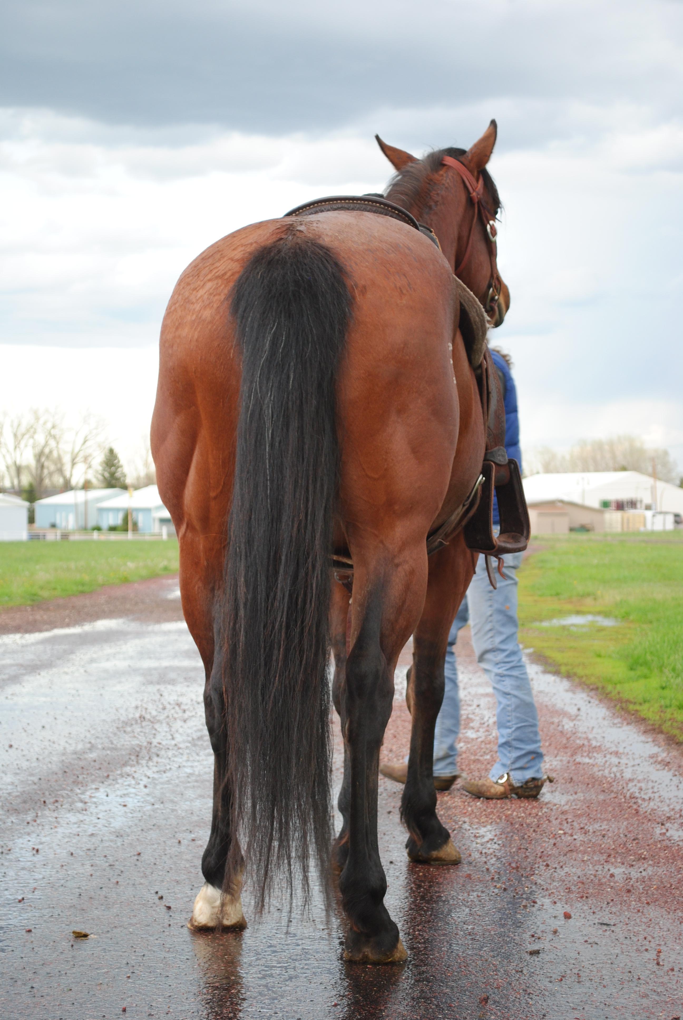 TS Tres Bay Flame- 5*y/o AQHA Gelding