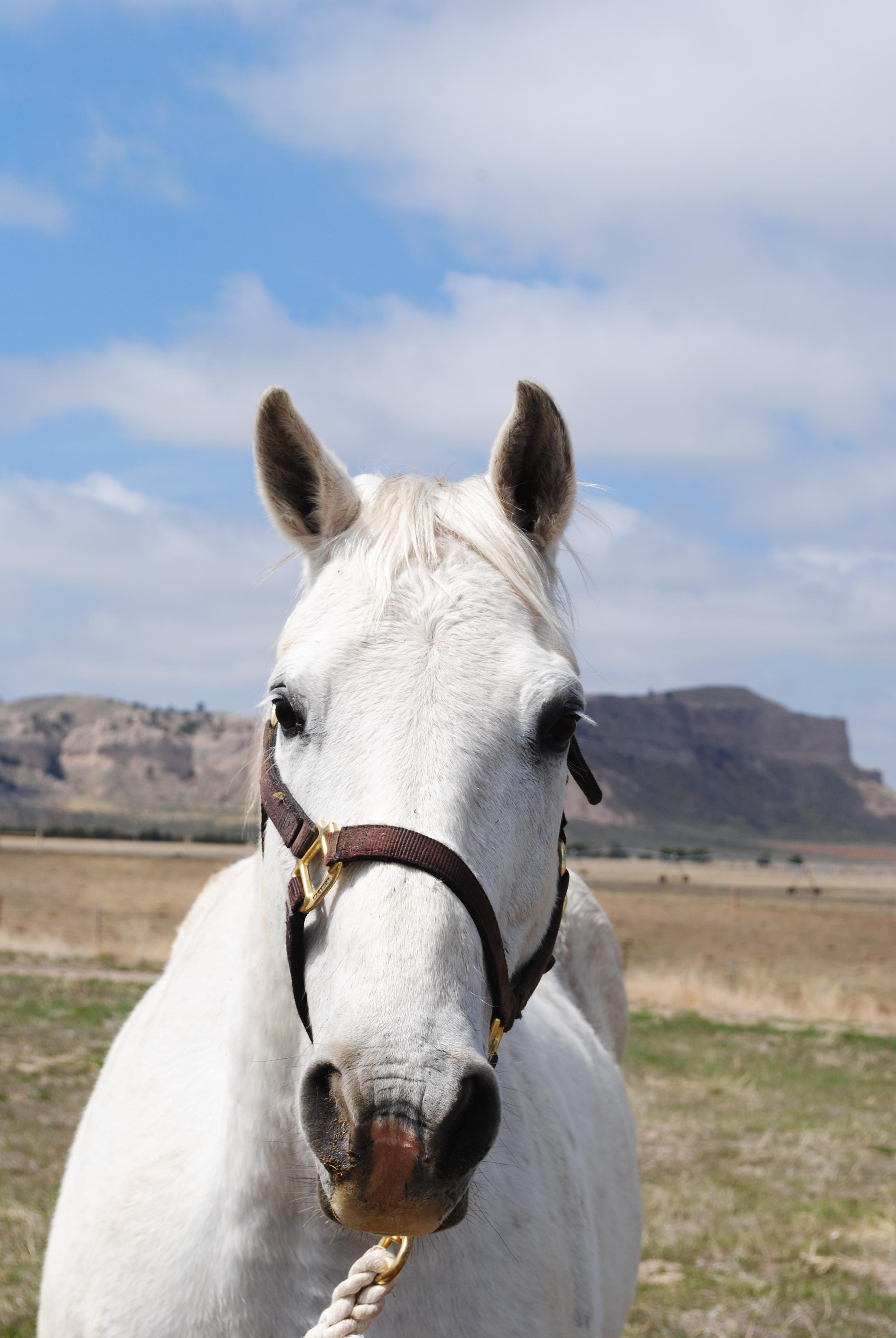 Spook- 16 y/o Gelding