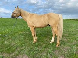 ***WITHDRAWN**Rio- 5 year old gelding