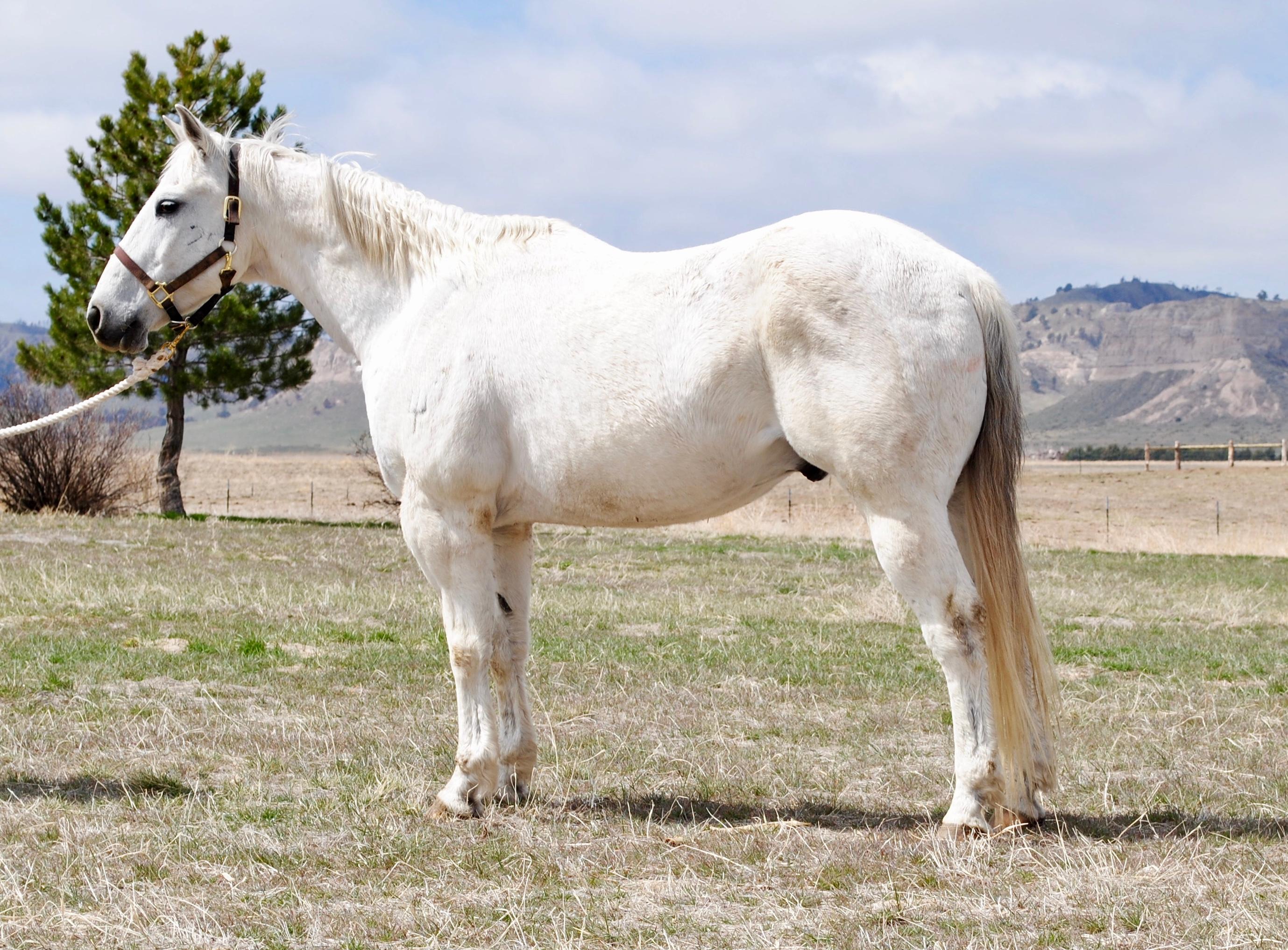 Spook- 16 y/o Gelding