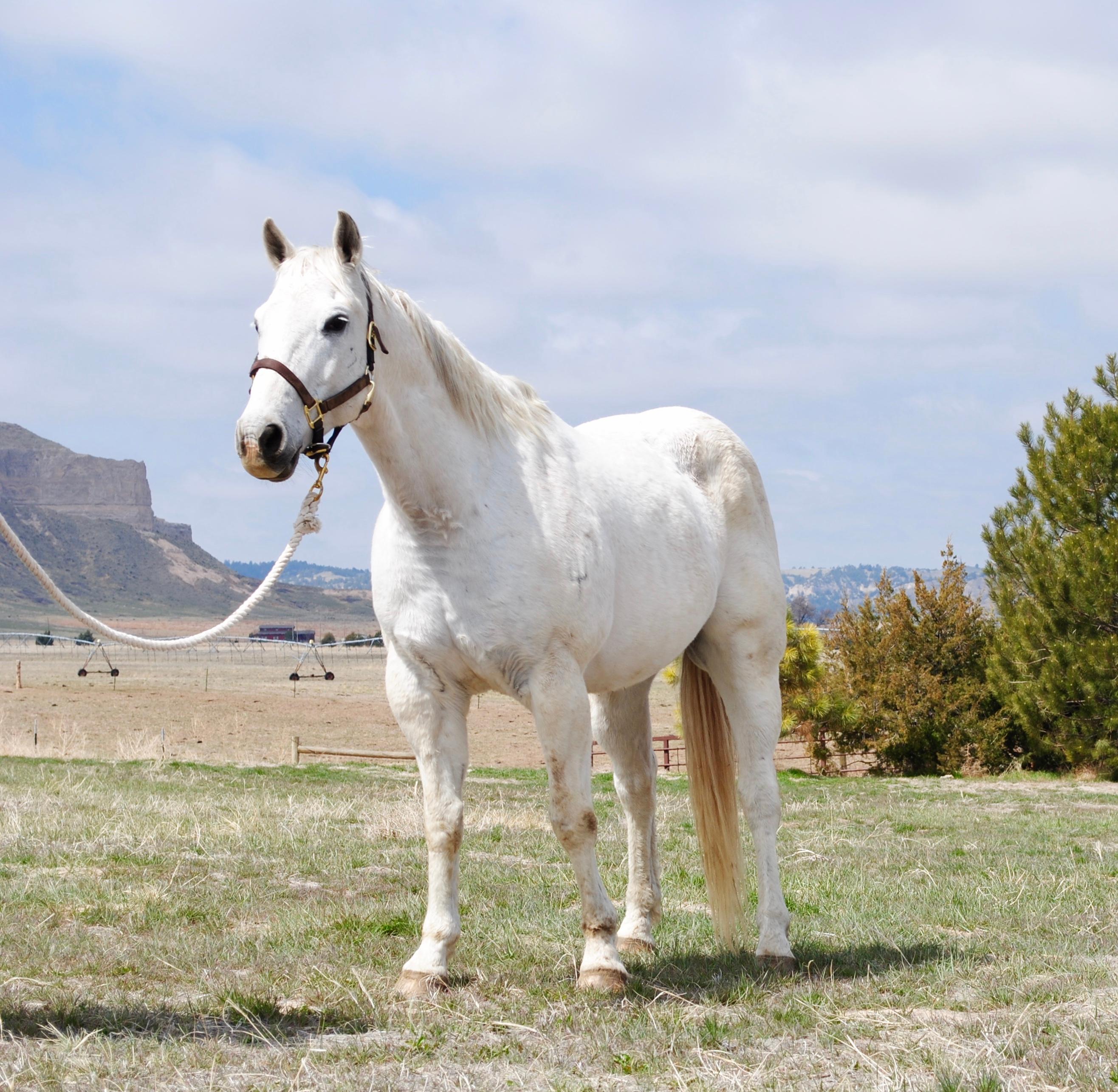 Spook- 16 y/o Gelding