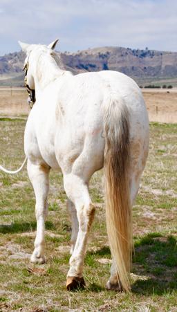 Spook- 16 y/o Gelding