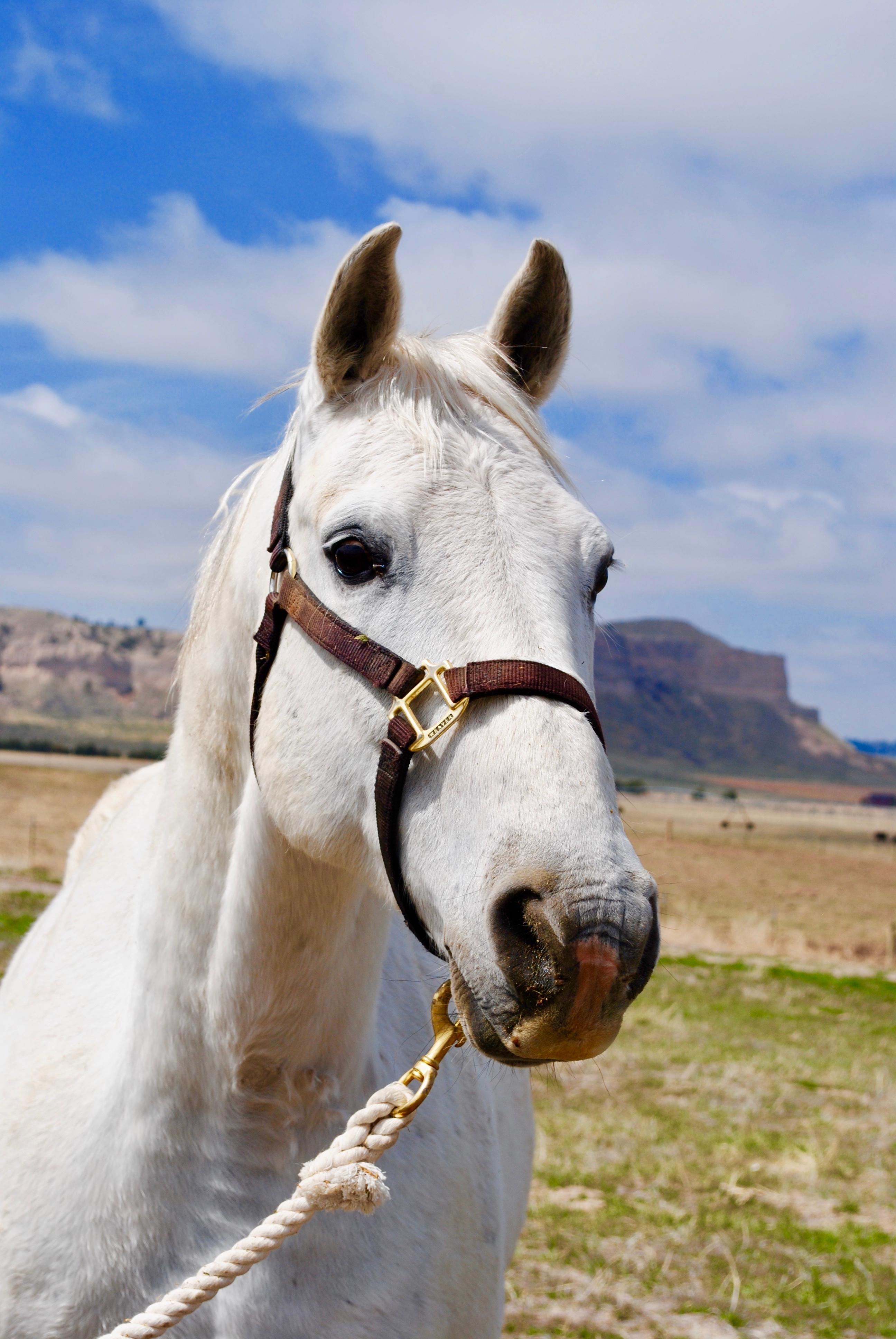 Spook- 16 y/o Gelding