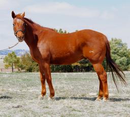 Dusty-14 y/o Gelding