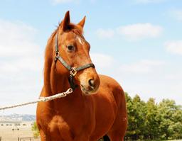 Dusty-14 y/o Gelding