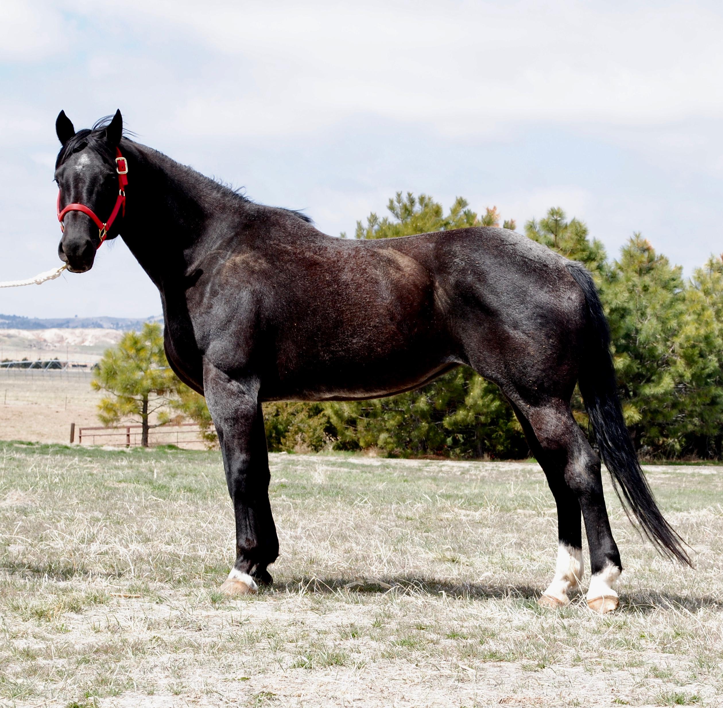 Estrellas April Star-13 y/o AQHA Blue Roan Mare