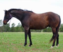 Chippewa-9 y/o Gelding