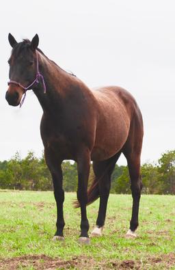 Chippewa-9 y/o Gelding