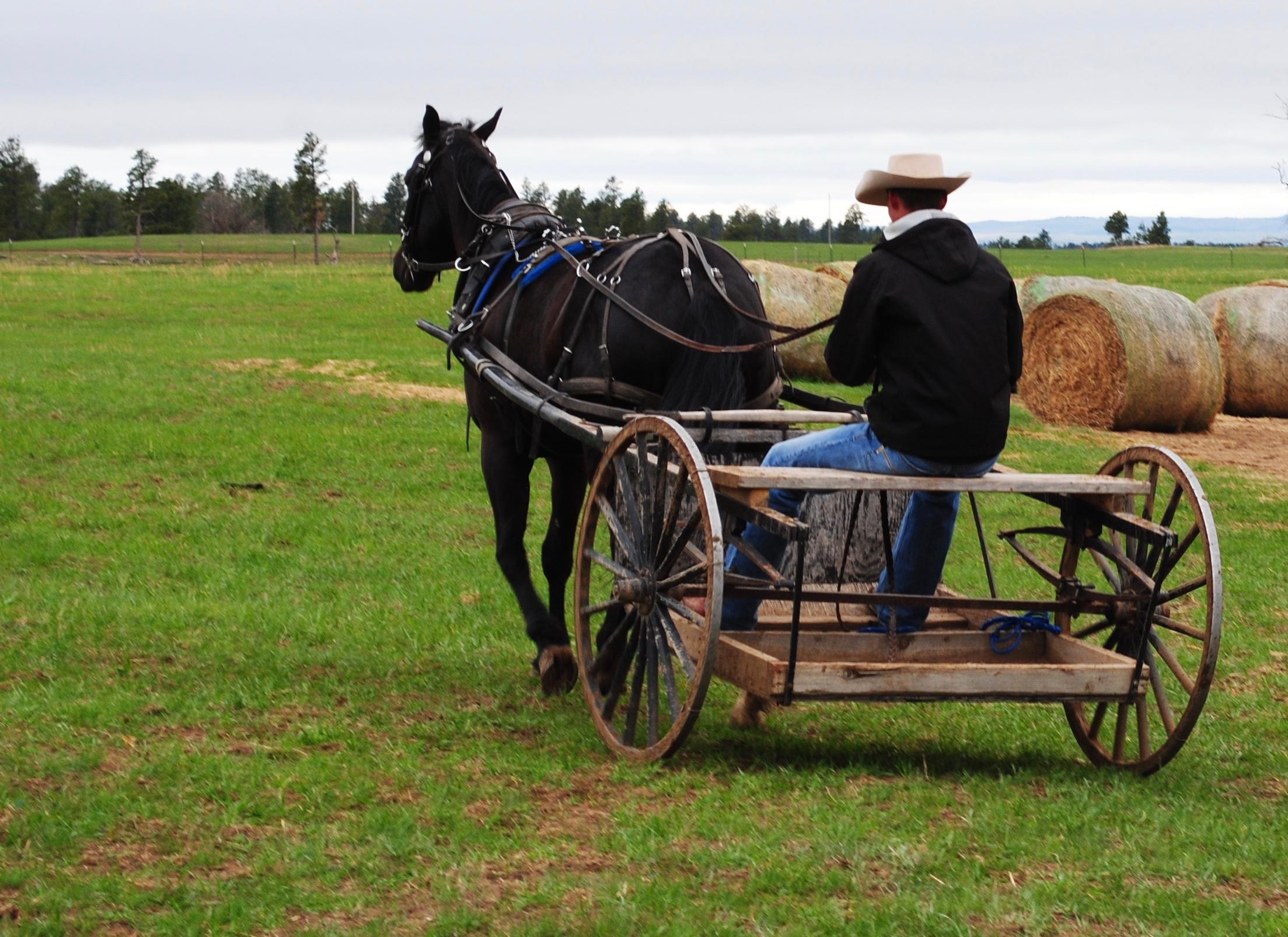 Savage-4 y/o  Gelding