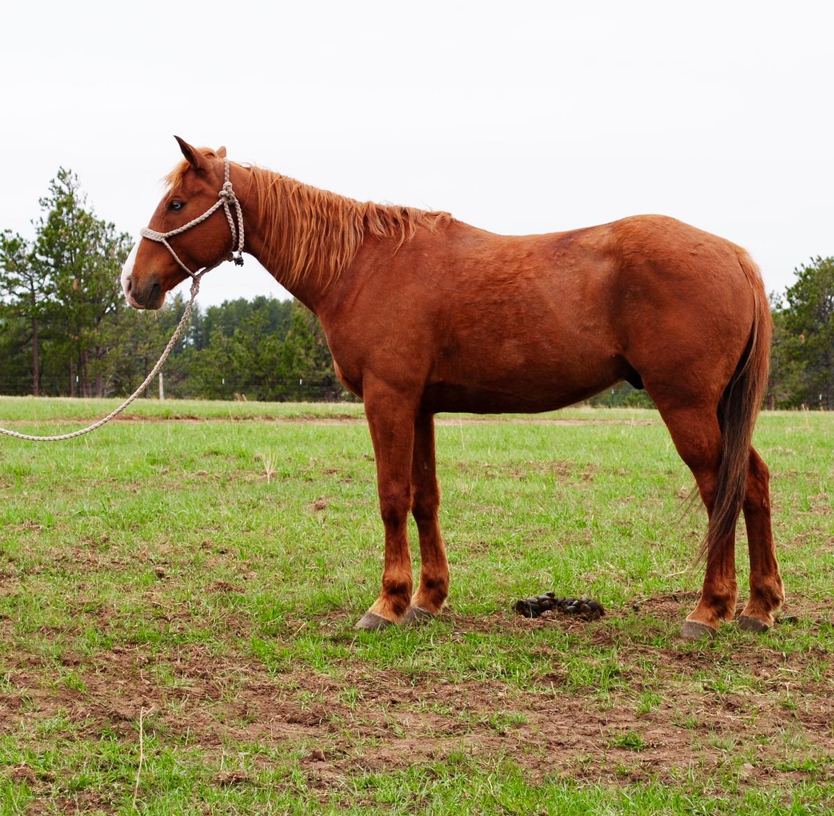 Frosty-8 y/o Gelding